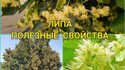 Альтернативные способы применения липы в домашнем хозяйстве