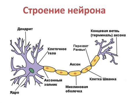 Альцгеймерова болезнь и ее воздействие на нейроны головного мозга