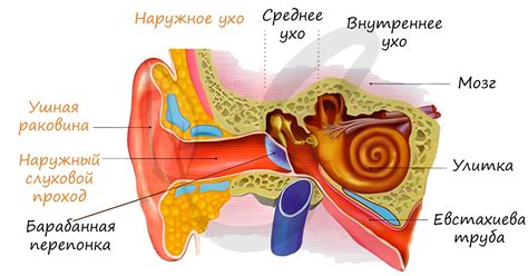 Анатомия слухового органа