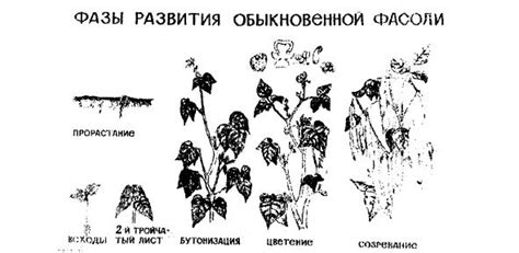 Биологические взаимодействия фасоли и кукурузы: особенности и влияние на рост и развитие