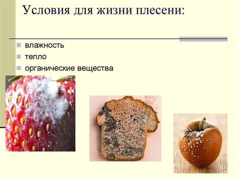 Благоприятные условия для жизни и активности пчел
