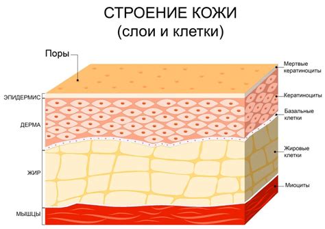 Важное понятие: как солярий воздействует на состояние кожи