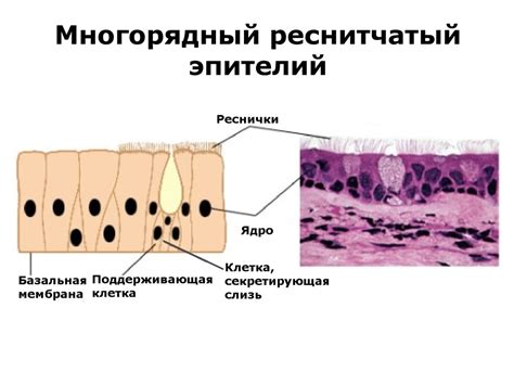 Важность и принципы развития пещеристых тканей