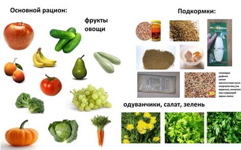 Важность питания в возможности прихода ахатин в состояние покоя