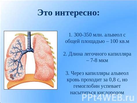 Важность работы дыхательных органов и их воздействие на поступление кислорода в организм
