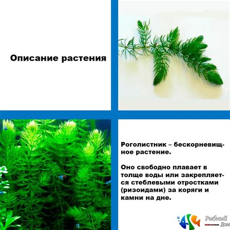 Важные основы ухода за роголистником в аквариуме