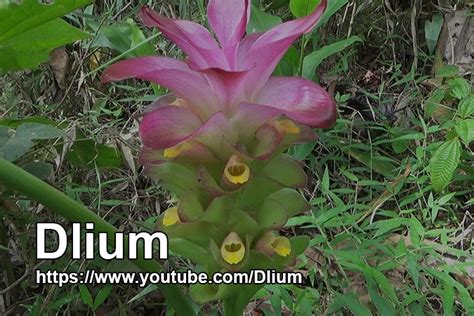 Важные советы по уходу за растением Curcuma zedoaria