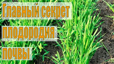 Взаимодействие минеральных удобрений и навоза на физическую структуру почвы
