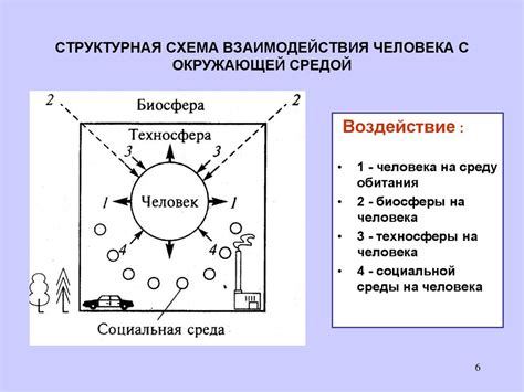 Взаимодействие ризоидов с окружающей средой: адаптация и роль в выживании
