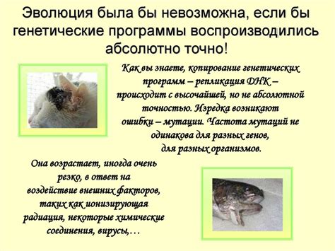 Взаимосвязь между чесноком и диетологией
