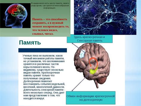 Виды и функции нейронных связей
