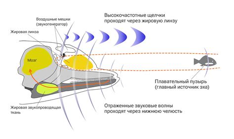Виды эхолокации у животных и людей