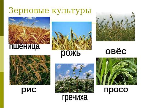 Влияние Немецкой культуры на эволюцию термина, обозначающего одну из важнейших зерновых культур