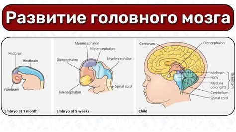 Влияние валерьянки на развитие детской нервной системы: результаты научных исследований