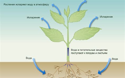 Влияние воды на здоровье растений