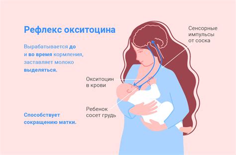 Влияние гормона окситоцина на сокращение матки и его связь с эмоциональной составляющей родов