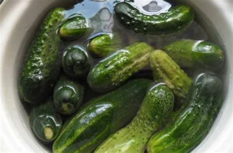 Влияние зеленого укропа на вкус и аромат маринованных огурцов