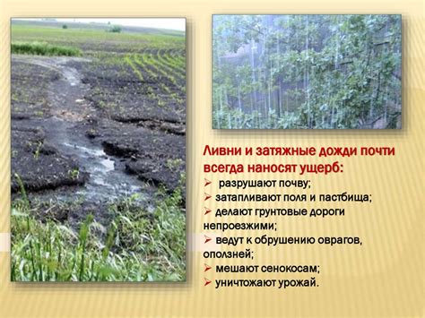 Влияние климатических условий на посадку и развитие моркови