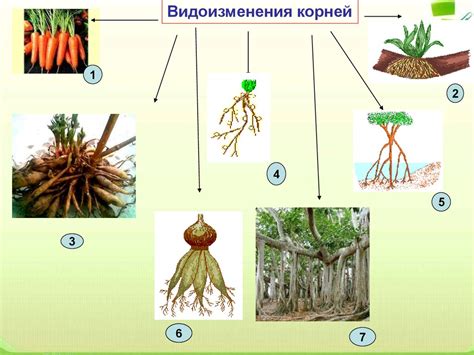 Влияние корневых систем на рост и развитие