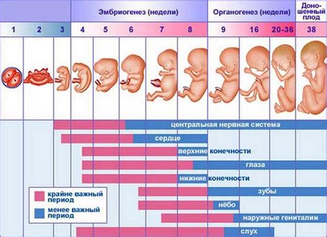 Влияние кукурузных палочек на организм малыша в девятом месяце