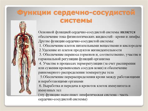 Влияние массажных процедур на функционирование сердечно-сосудистой системы