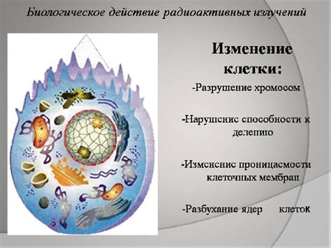 Влияние незрелых клеток на здоровье