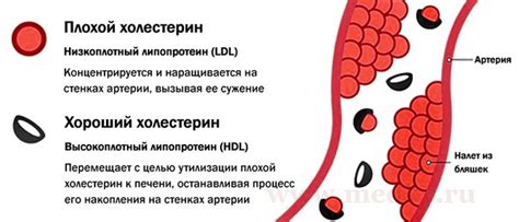 Влияние орехов на уровень холестерина и снижение риска сердечно-сосудистых заболеваний