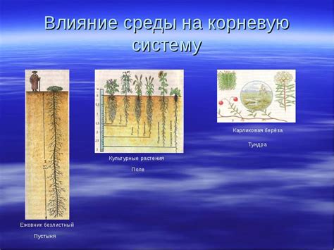 Влияние осеннего орошения на корневую систему крыжовника