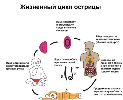 Влияние паразитарных инфекций на состояние организма свиней и их потомства