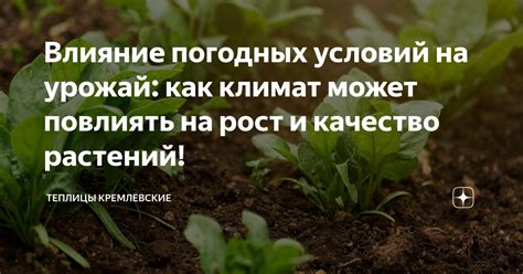 Влияние погодных условий на процесс развития грибов в лесной среде