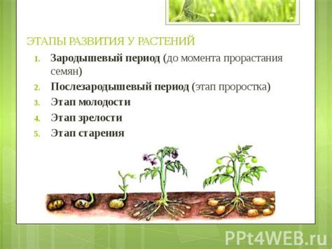 Влияние поздней пересадки на рост и развитие растения