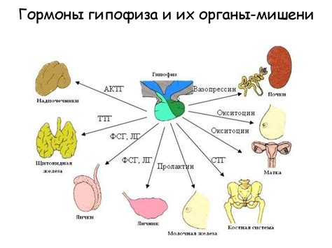 Влияние препарата на гормональный фон организма: что нужно знать