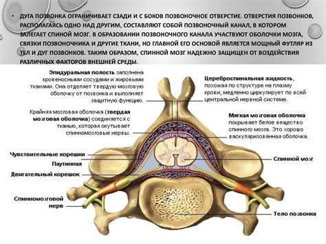 Влияние процесса старения на структуру позвоночного столба