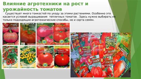 Влияние сорта и условий выращивания на хронологию уборки овощей