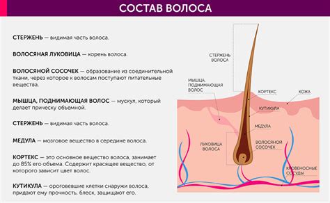 Влияние темной фарбы на структуру стержня волоса