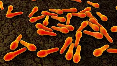 Влияние термической обработки на присутствие бактерий Clostridium botulinum