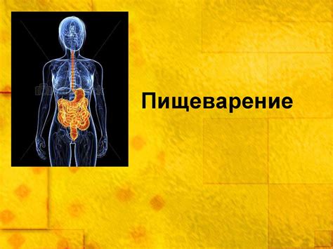 Влияние укропной жидкости на пищеварение детей