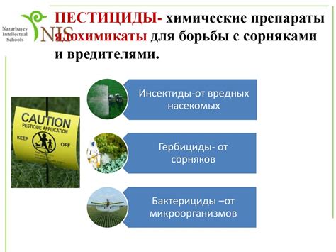 Влияние экологической чистоты золы на использование ее в пищевых целях