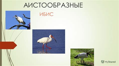 Внешние признаки готовности птицы