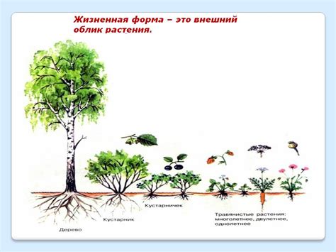 Внешний облик и строение растения