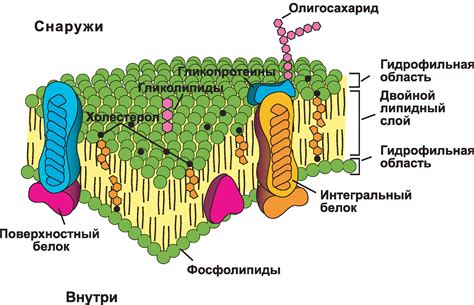 Внутренняя структура и механизмы копилки из медовой лакомствы