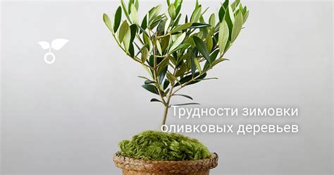 Возможности самостоятельной зимовки самшита в природных условиях