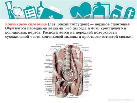 Возможность родить самостоятельно, когда повреждено копчиковое отверстие
