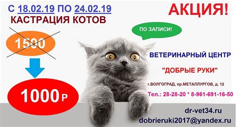Возможные последствия неправильного питания после стерилизации кошки