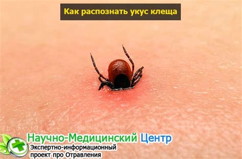 Возможные последствия укуса клеща для зрения кошки