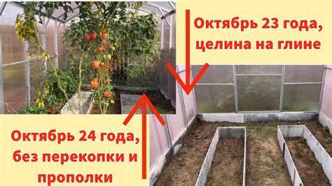 Возможные проблемы при создании теплицы без перекопки грунта и их решения