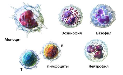 Возможные симптомы повышенного уровня нейтрофильных гранулоцитов