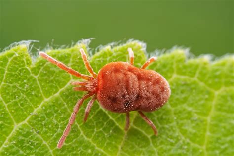 Вредитель растений: паутинный клещ и его негативное влияние