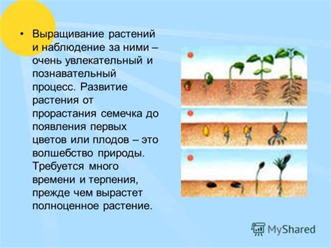 Время ожидания: сколько требуется времени для появления первых плодов черешни из семени