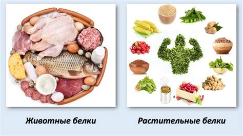 Выбор источников полезных белков